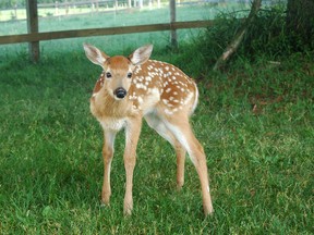 White-tailed deer fawn. (Photo submitted)