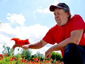 Sean Wilson, director of the Remember November 11 Association, reaches for poppies at Remembrance Gardens on River Road. The association is planning an event to remember Second World War veterans June 11. CHRIS MONTANINI\LONDONER\POSTMEDIA NETWORK