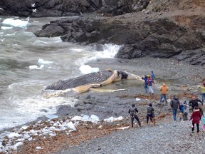 A dead whale is shown washed up on shore in Outer Cove, N.L. on Monday, May 22, 2017. THE CANADIAN PRESS/HO-Department of Fisheries and Oceans