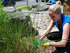 Laura Stuart, a Libro Credit Union engagement co-ordinator, pulls weeds from a garden at the Boys and Girls Club of London. Stuart, along with about 500 other individuals, volunteered Thursday at United Way-funded agencies for the United Way Day of Caring. (Shalu Mehta/The London Free Press)