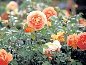 Roses don?t like to compete so gardeners desiring the beauties are advised to give them plenty of space.