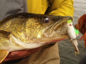 This Battle Lake walleye fell for a chartreuse jig tipped with a frozen shiner minnow