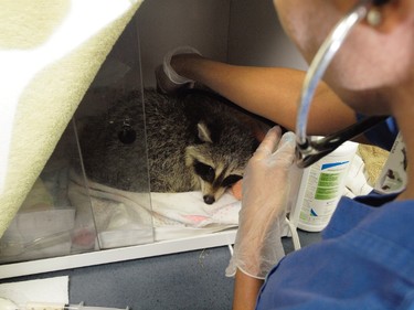 A Toronto Wildlife Centre rehab team is caring for a raccoon that was in critical condition after he was found in a cage and submerged in water in the city's west end on Thursday, June 8, 2017. (supplied photo)