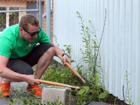 Brandon Lowi, left, works away at removing overgrown weeds from along the side of the Partners in Mission Food Bank while employees of The Home Depot, right, volunteer to help out with various tasks, such as staining a deck at the Elizabeth Fry Society, as part of the United Way’s Day of Caring on Friday. (Amanda Norris/The Whig-Standard)