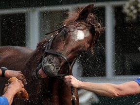 Irish War Cry, the favourite to win the 149th Belmont Stakes, shakes water from his head while assistant trainer Alice Chapman holds him yesterday.
The Associated Press