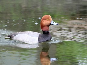 Outdoors photo duck