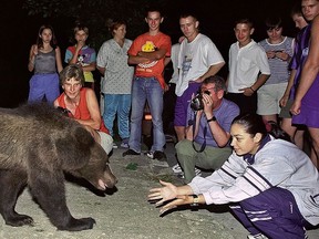 In this in this September 2002 file photo, a bear approaches a group of tourists gathered to watch it on the outskirts of Brasov, Romania. (AP Photo/Octavian Tibar, File)