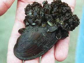 Fast-producing, zebra mussels can attach to almost anything underwater, including, shown above, larger molluscs.