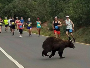 In this photo provided by Donald Sanborn, a bear walks across the street as runners compete in the Garden of the Gods 10 Mile Run near Colorado Springs, Colo., Sunday, June 11, 2017. Sanborn says the animal seemed to be trying to decide whether to zip across the road filled with runners when a large enough gap finally emerged for the bear to get through. (Donald Sanborn via AP)