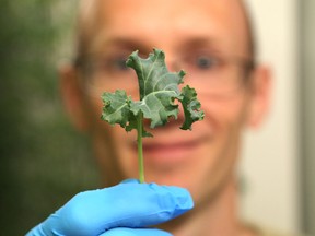 Stephane Lanteigne, of Smart Greens Sudbury in Chelmsford, examines kale he is growing in a modular farm on Friday. (John Lappa/Sudbury Star)