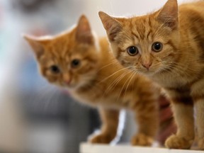 The OHS refers to incidents where cats fall from great heights as “High-Rise Syndrome.” Getty Images