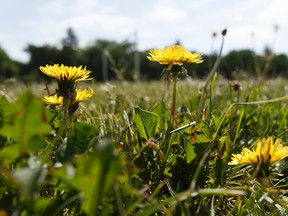 Dandelions are seen in Edmonton. IAN KUCERAK