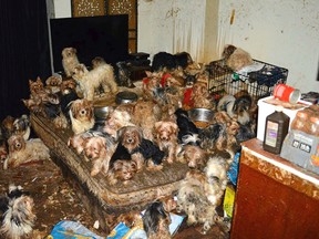 This Jan. 20, 2017, photo provided by the San Diego Humane Society shows the scene where over 170 Yorkshire terrier and Yorkie mix dogs were discovered in Poway, Calif. A San Diego County couple has pleaded guilty to hoarding the dogs in filthy conditions, entering pleas Monday, June 12, to animal neglect. They face probation and counseling and can't own pets for a decade. (San Diego Humane Society via AP)