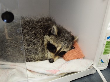 A raccoon is recovering after it was rescued from a garbage can filled with water in the city's west end last week and nursed back to health by staff at the Toronto Wildlife Centre. (supplied photo)