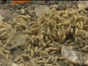 Maggots feast on the leftover meat from the clamshell paved road in Rhode Island. (Youtube/CBS Boston)