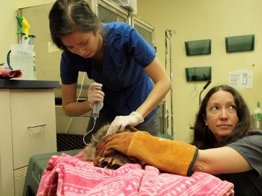 Biologist Becky McMurray, right, and Jo Cheung, a registered veterinary technician, treat a baby raccoon that was found in a water-filled garbage can. (Supplied)