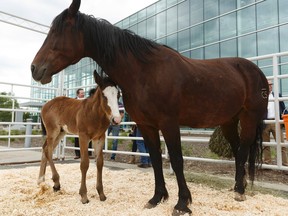 Mare 100 Goodtimes and her foal are seen during the K-Days media launch at Edmonton Expo Centre in Edmonton, Alberta on Tuesday, June 13, 2017. The foal will be named in an online contest put together by Northlands and C5 Rodeo. Ian Kucerak / Postmedia