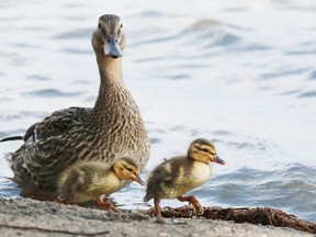 A mother duck keeps a close eye on her ducklings in Bell Park in Sudbury on Monday. Gino Donato/Sudbury Star/Postmedia Network