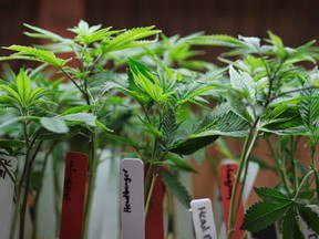 Leading medical experts say legalizing cannabis in Canada may offer new hope to one day reduce the use of opioids. (Richard Vogel/AP Photo/Files)