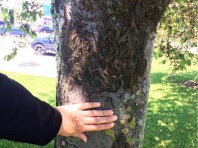Josée Labelle photographed this messy mass of forest tent caterpillars in Bells Corners.