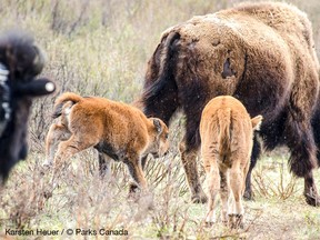 Two bison calves join the herd as they explore the Panther Valley in in Banff National Park. (Karsten Heuer/ Parks Canada)