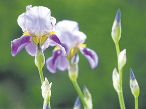 The stately iris, named after the Greek goddess who rode rainbows, blossoms best in a full-sun environment. (Postmedia News file photo)