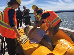 A beluga whale is rescued after getting stuck in the Nepisiguit River in Bathurst, N.B., on Thursday, June 15, 2017, in this handout photo. An endangered beluga whale has landed in Riviere-du-Loup, Que., and is now being transported to a nearby port on the St. Lawrence River to join a pod in its natural habitat.Rescuers managed to guide the whale into a net earlier today to remove it from a northern New Brunswick river to be transported by airplane to Quebec. THE CANADIAN PRESS/HO - Fisheries and Oceans Canada, GREMM ou Whale Stewardship Project