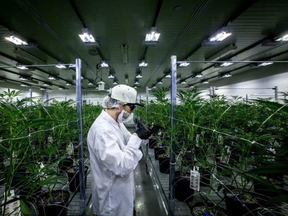File photo of a trimmer clipping stray leaves in a cannabis grow room at Tweed in Smith Falls, Ont. CHRIS DONOVAN / OTTAWA CITIZEN