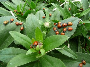 Ladybugs moment after their release. Ladybugs are renowned for their appetite for aphids, insects that can do great damage to plants. In recent years, gardeners and others have become more aware of ladybugs and other beneficial insects. John DeGroot photo