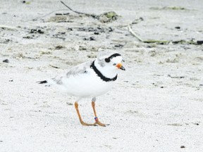 Decades ago, piping plovers had all but disappeared from Great Lakes nesting sites, but concerted habitat management efforts that started in Michigan have resulted in modest gains. These birds have been breeding at Sauble Beach in south Bruce County since 2007.  (PAUL NICOLSON, Special to Postmedia News)