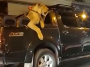 A viral video shows a leashed lion riding in the back of a black pickup truck as the vehicle traveled through the streets of Karachi, Pakistan. (YouTube screengrab)