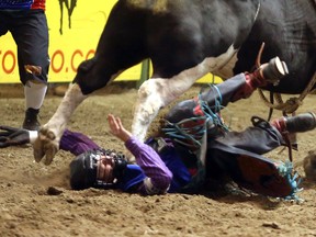 In this Thursday, June 15, 2017, photo, Odessa College bull rider Bradie Gray gets stomped in the chest after being thrown during the College National Finals Rodeo in Casper, Wyo. (Alan Rogers/The Casper Star-Tribune via AP)