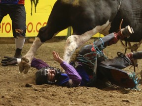 Odessa College bull rider Bradie Gray gets stomped in the chest after being thrown during the College National Finals Rodeo in Casper, Wyo. (Alan Rogers/The Casper Star-Tribune via AP)