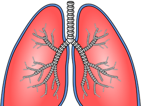 Lungs