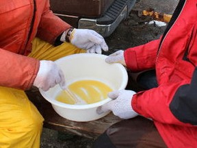 Walleye eggs are fertilized at the facility used by the Lake Nipissing Stakeholders' Association on Callander Bay. Nugget File Photo