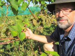 In this file photo, Marc Alton checks grapes ready for harvest at Alton Farms Estate Winery in Plympton-Wyoming. The winery on Aberarder Line received an agri-business award Friday at the Sarnia Lambton Chamber of Commerce Outstanding Business Achievement Awards gala.