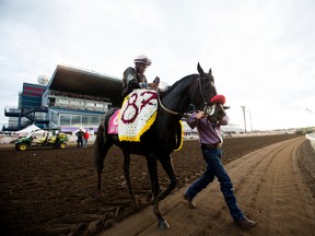 Ready Intaglio, shown here heading to the winners circle after winning the 87th running of the Canadian Derby last August, seems to be on track to being a contender in this year's version of the event. (David Bloom)