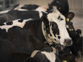 File photo of a Holstein dairy cow. SCOTT OLSON / GETTY