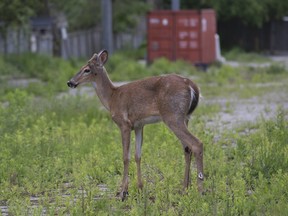 In this file photo, a deer is seen roaming a residential neighbourhood on June 1, 2017. Stan Behal/Postmedia Network