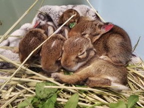 Bunnies rescued from a garbage bin are seen at the Shades of Hope Wildlife Refuge in Pefferlaw. (Supplied)