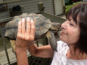 In this June 2017 photo, Kathie Heisinger poses with her desert tortoise Otis after they were reunited in Sebring, Ohio. Otis' surprising trek around northeast Ohio has ended happily for its owner, whose two-week search for her beloved tortoise, in a twist of fate, aquite possibly saved her sister’s life. (Kevin Graff/The Review via AP)