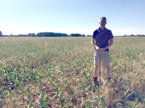 Belmont area farmer Randy Dykstra stands in the 34 acre field that he’s planted with wheat, rye and corn. The mixture of the crops creates better soil health. (Laura Broadley/Times-Journal)