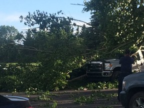 Two cars buried by tree branches at Great Chief Park in Red Deer June 20, 2017. Byron Hackett