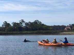 Minutes into a dolphin cruise from Shelter Cove Marina, several of the playful mammals are spotted frolicking in the water near kayakers. (JANE STEVENSON/TORONTO SUN)