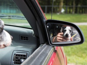 Taylor Bertelink/The Intelligencer
Kelly, a 12-year-old Jack Russell Terrier sits on Richard Griffin's lap as they leave East Zwick's Dog Park in Belleville. "Now a days I think this topic of leaving dogs in their vehicle has become very popular  “I’ve already heard of several instances where dogs have been left in cars in the area. I can see how it would be tough for businesses because of allergy concerns and things like that, but I really think its worth it in the end to allow dogs into stores,” said Griffin.