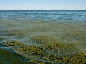 Severe bloom of Lyngbya , a form of cyanobacteria (blue-green algae) on Pigeon Lake Alberta