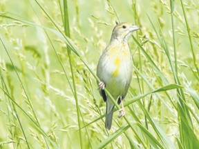 The dickcissel usually is a rare species for Southwestern Ontario, but we are witnessing a dramatic increase in a regional population this year. In Middlesex County alone they have been seen at various locations. A female is pictured here. (PAUL NICHOLSON/SPECIAL TO POSTMEDIA NEWS)