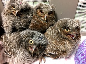 Two-week-old Eastern screech owls. (Photo submitted)