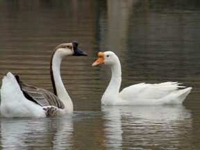 PEGGY DEWITT PHOTO
Kate, a Chinese swan goose (right) was killed Tuesday night after being attacked by a predator. It was the second time in just over two years William (left) has been left widowed.