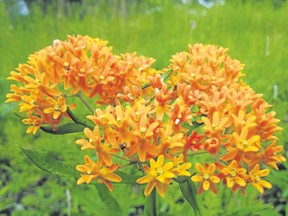 Butterfly weed is the 2017 perennial plant of the year.